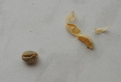 Где взять семена кофейного дерева. Как подобрать и где купить семена кофе?