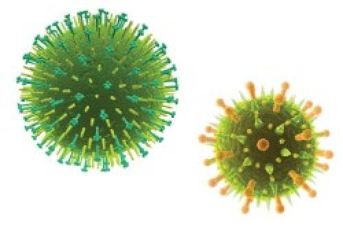 Как чеснок из капсулы времени может быть полезен для здоровья. Полезен ли чеснок для печени или вреден — 9 научных фактов