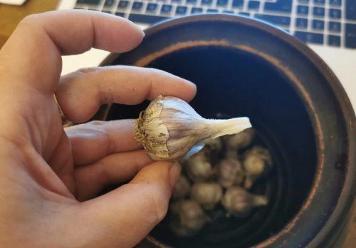 Что такое капсула времени для чеснока. Капсула времени для чеснока: не вянет, не прорастает , не сохнет и не гниёт до следующего сезона