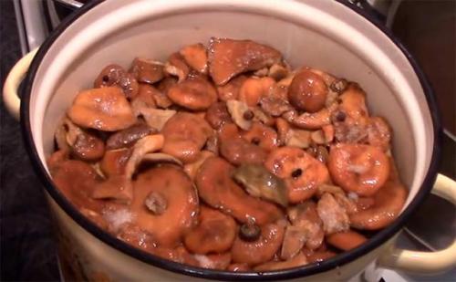 Рыжики соленые. Рыжики на зиму — 5 простых рецептов засолки в банках