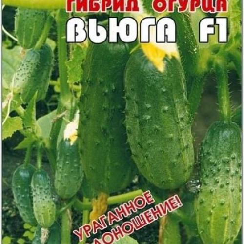 Какие сорта огурцов лучше всего справляются с изменчивым погодным условиями Северо-Запада. Лучшие сорта хладостойких огурцов для открытого грунта и теплиц