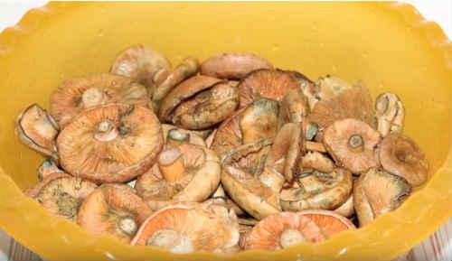 Рыжики маринованные без стерилизации. Маринованные грибы рыжики на зиму — лучшие простые рецепты