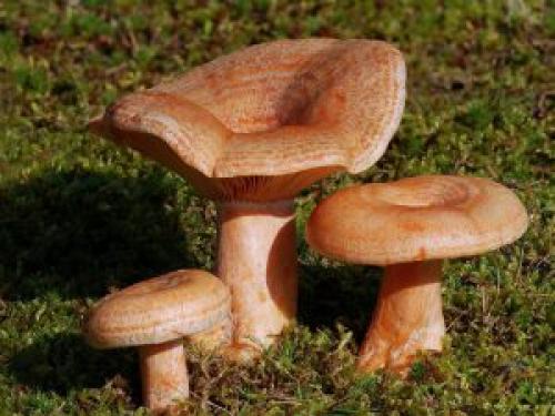 Как отличить ядовитый гриб от съедобного. Как отличить съедобные грибы от несъедобных
