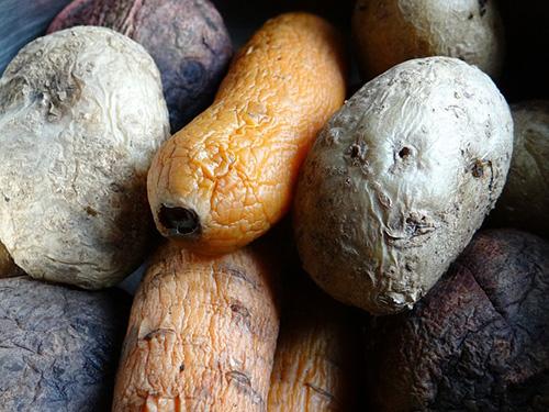 Эффективные методы обработки картофеля перед хранением 03