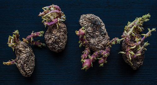 Эффективные методы обработки картофеля перед хранением 01