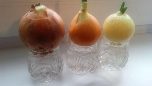 Лук в воде. Как вырастить лук на подоконнике в воде