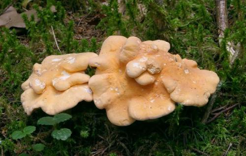 Гриб желтый под шляпкой. Ежовик.  Открытие года или Гриб, который я не знала