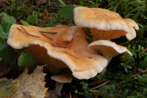 Гриб желтый под шляпкой. Ежовик.  Открытие года или Гриб, который я не знала