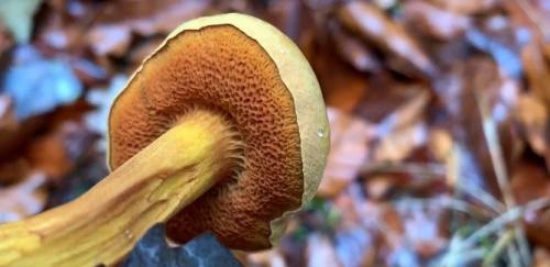 Гриб с желтой шляпкой и желтой ножкой. Разновидности с коричневой шляпкой