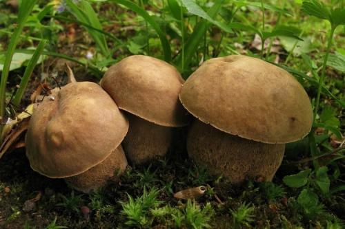 Гриб коричневый пластинчатый на толстой коричневой ножке. Белый гриб