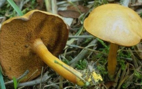 Гриб с желтой шляпкой и желтой ножкой. Разновидности с коричневой шляпкой