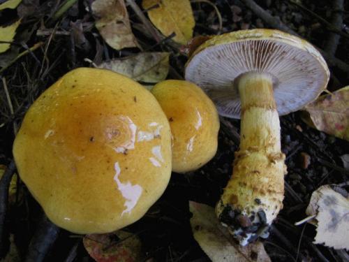 Ядовитые грибы гриб с желтой губкой. Съедобные виды