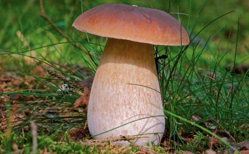 Как называется гриб с коричневой шляпкой и белой ножкой. Съедобные грибы