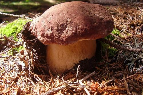 Гриб коричневый пластинчатый на толстой коричневой ножке. Белый гриб