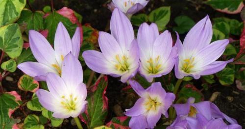 Какие особенности ухода за растениями посадкой осенью. Сроки посадки цветов