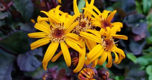 Какие особенности ухода за растениями посадкой осенью. Сроки посадки цветов