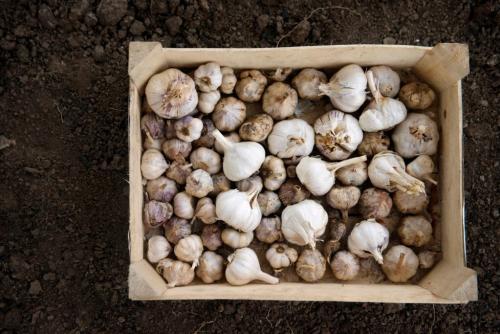 Как влияет окружающая среда на сохранность чеснока. От чего зависит лежкость чеснока