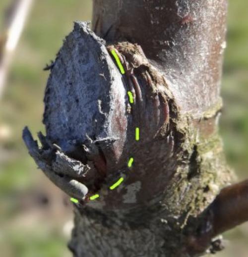 Что значит вырезать ветку на кольцо. Что значит обрезать на кольцо?