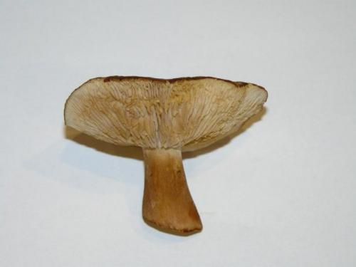 Рядовка бело-коричневая, как готовить. Описание и характеристики сорта гриба