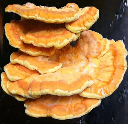 Гриб с коричневой шляпкой и желтой губкой. Съедобные виды