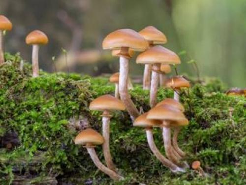 Съедобные грибы с коричневой шляпкой. Ядовитые коричневые грибы