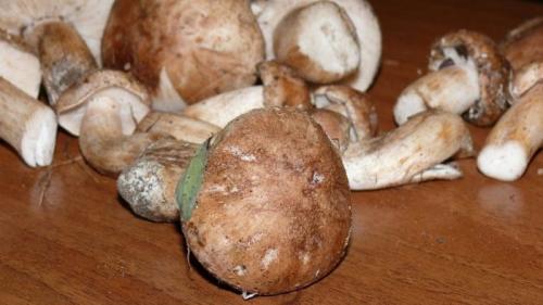 Рядовка бело-коричневая, как готовить. Описание и характеристики сорта гриба