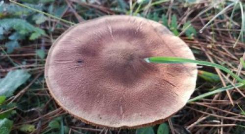 Где растёт и как выглядит гриб рядовка коричневая. Описание съедобного гриба