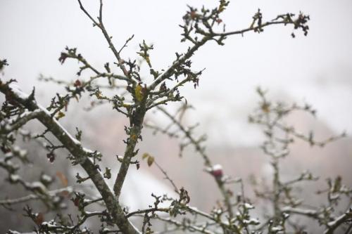 Какой сезон наиболее подходящий для проведения подрезки кроны с целью снижения высоты дерева. Когда обрезать деревья: как правильно и в каком месяце лучше