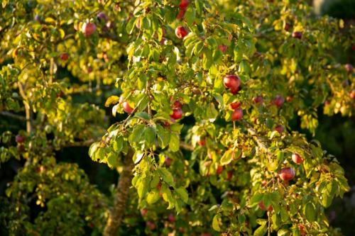 Какой сезон наиболее подходящий для проведения подрезки кроны с целью снижения высоты дерева. Когда обрезать деревья: как правильно и в каком месяце лучше