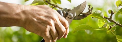 Как долго занимает процесс обрезки кроны и какие этапы включает в себя этот процесс. Техника обрезки плодовых деревьев