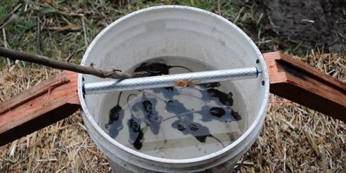 Эффективные методы защиты молодых деревьев от грызунов 03