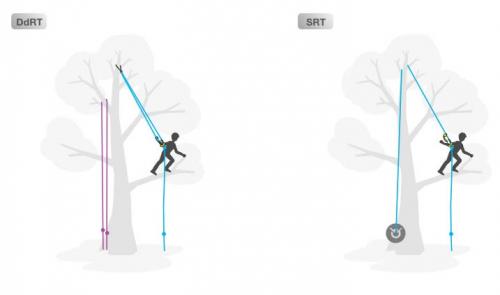 Существуют ли специальные техники подрезки кроны для сохранения здоровья дерева. Безопасный подъем на дерево