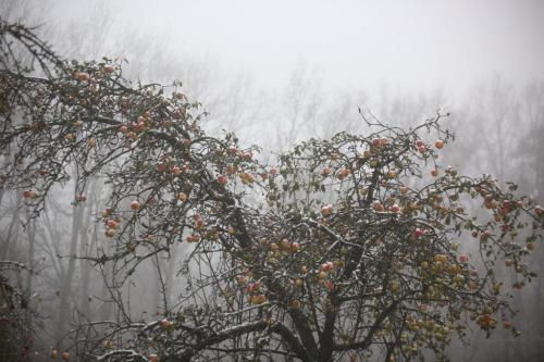 Какой сезон наиболее подходящий для проведения подрезки кроны с целью снижения высоты дерева. Когда обрезать деревья: как правильно и в каком месяце лучше
