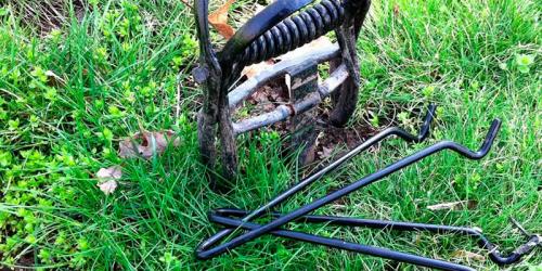 Эффективные методы защиты молодых деревьев от грызунов 04