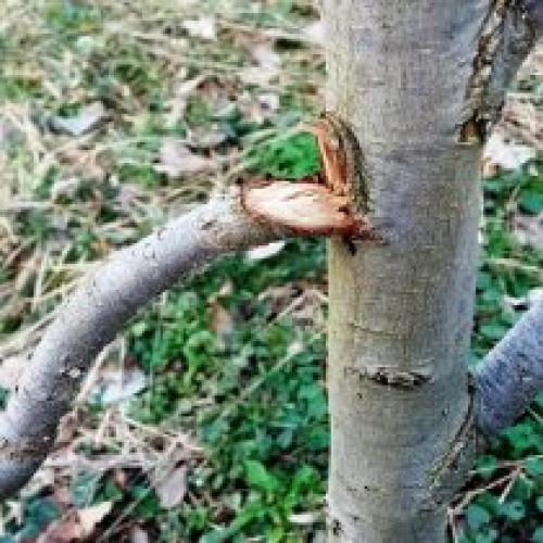 Какие симптомы грызунского повреждения могут быть замечены на молодых растениях. Повреждения после зимы: с чем можно столкнуться