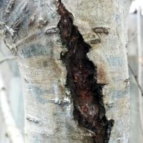 Какие симптомы грызунского повреждения могут быть замечены на молодых растениях. Повреждения после зимы: с чем можно столкнуться