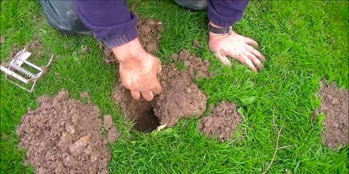 Эффективные методы защиты молодых деревьев от грызунов 05