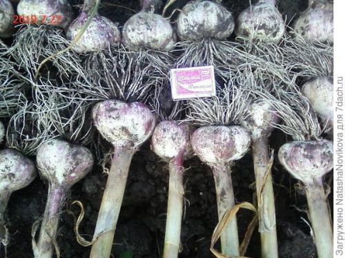 Каковы плюсы и минусы хранения чеснока в Mesh-пакетах. Комментарии к записи (стр. 1)