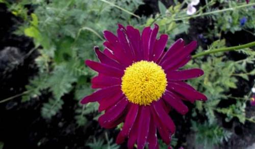 Tanacetum grossheimii википедия. Пижма девичья 08