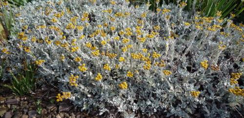 Tanacetum grossheimii википедия. Пижма девичья 05