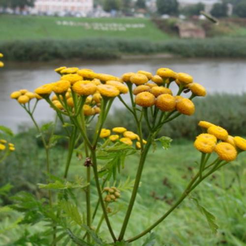 Tanacetum grossheimii википедия. Пижма девичья 02
