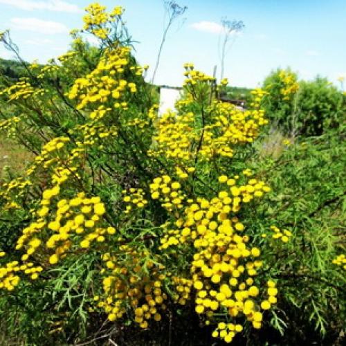 Tanacetum grossheimii википедия. Пижма девичья 03