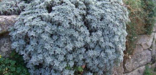 Tanacetum grossheimii википедия. Пижма девичья 04