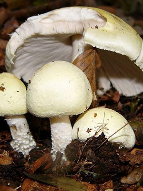 Коричневые грибы, похожие на шампиньоны. Как выглядят ложные шампиньоны: фото и описание внешнего вида грибов