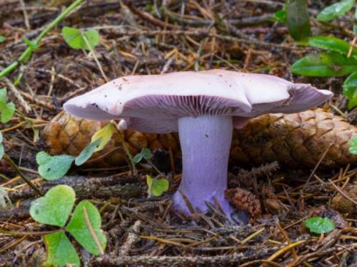 Гриб синяя ножка когда собирать. Синяя ножка —, что это за гриб, подробное описание