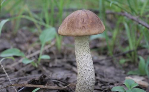 Как называется гриб с коричневой шляпкой и белой ножкой. Съедобные грибы