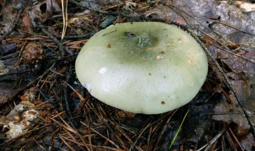 Коричневый гриб на тонкой ножке. Лесные грибы на тонких ножках