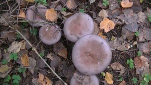 Гриб с фиолетовой ножкой. Характеристики и краткое описание борового гриба