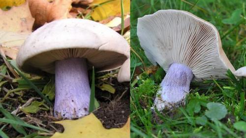 Синеножка гриб съедобный. Особенности гриба синеножка: Рецепты- Советы +Фото и Видео
