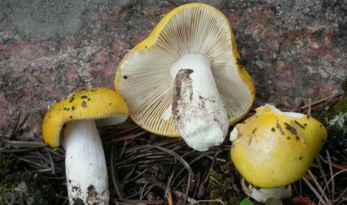 Коричневый гриб на тонкой ножке. Лесные грибы на тонких ножках